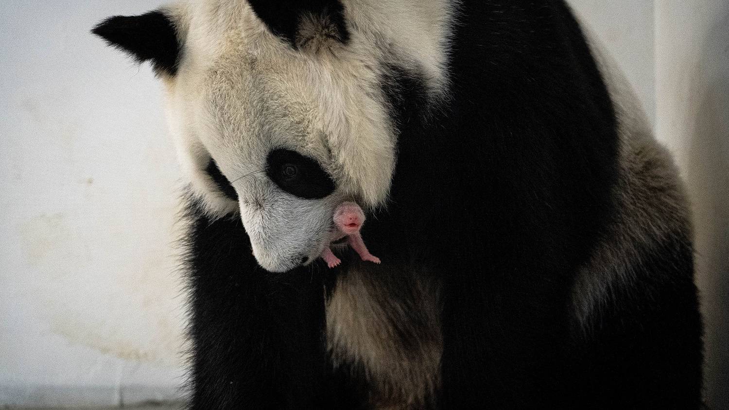 俄罗斯动物园公布大熊猫“丁丁”幼崽视频_北京时间