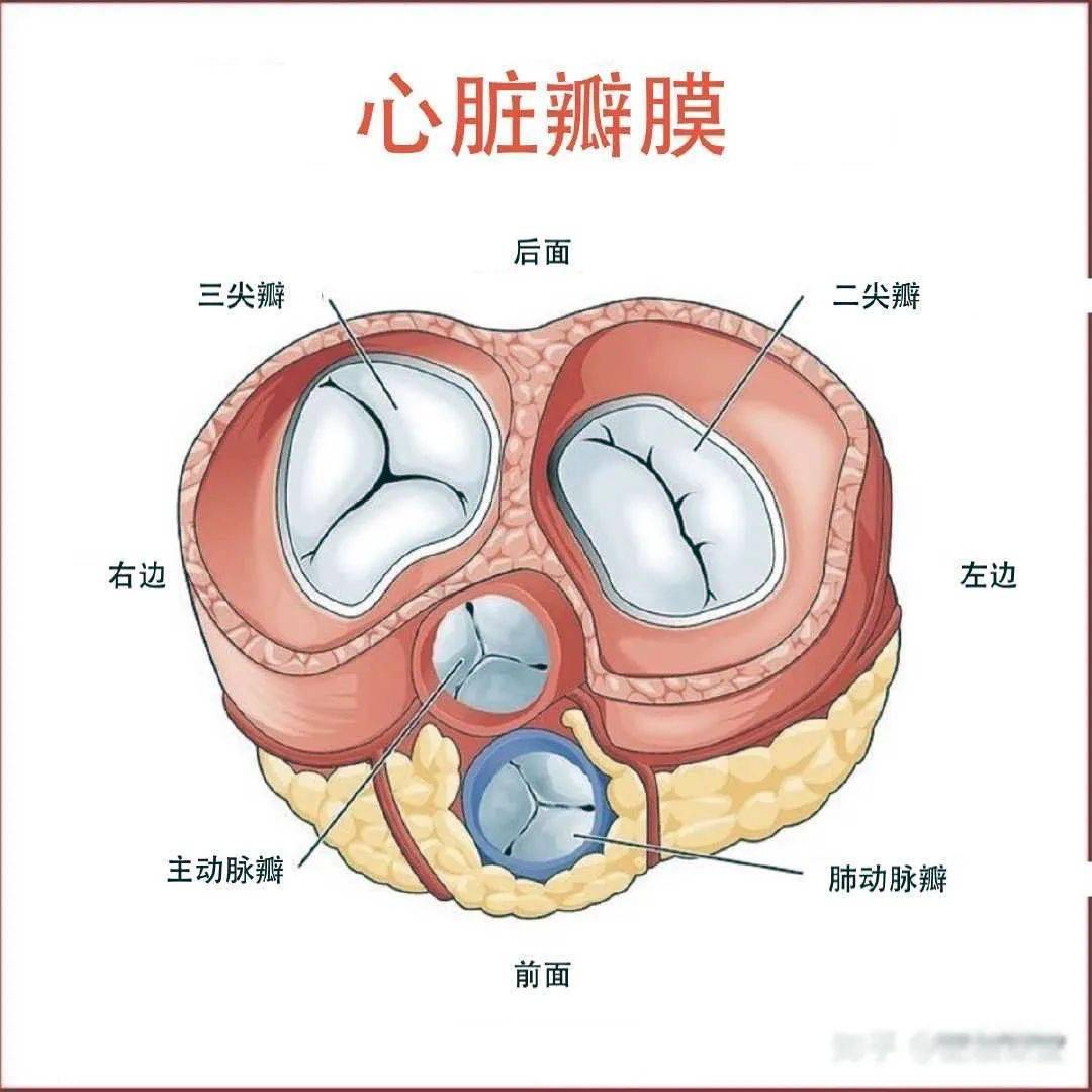 结肠半月瓣图片