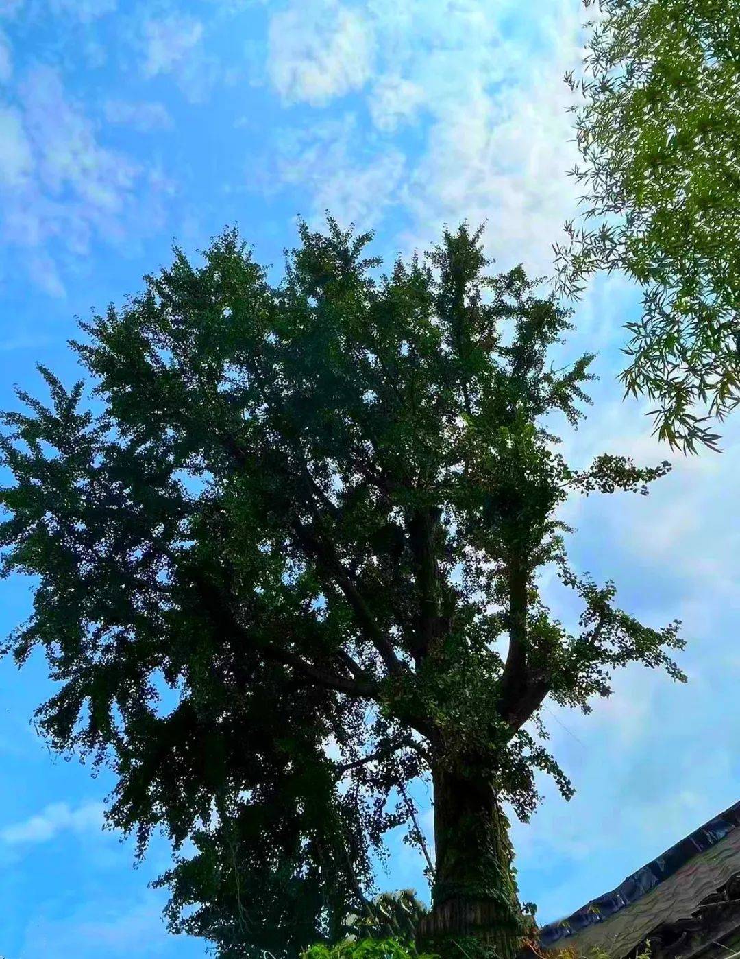 妙招频出,苏州保护绿色“活化石”_古树_街道_银杏树