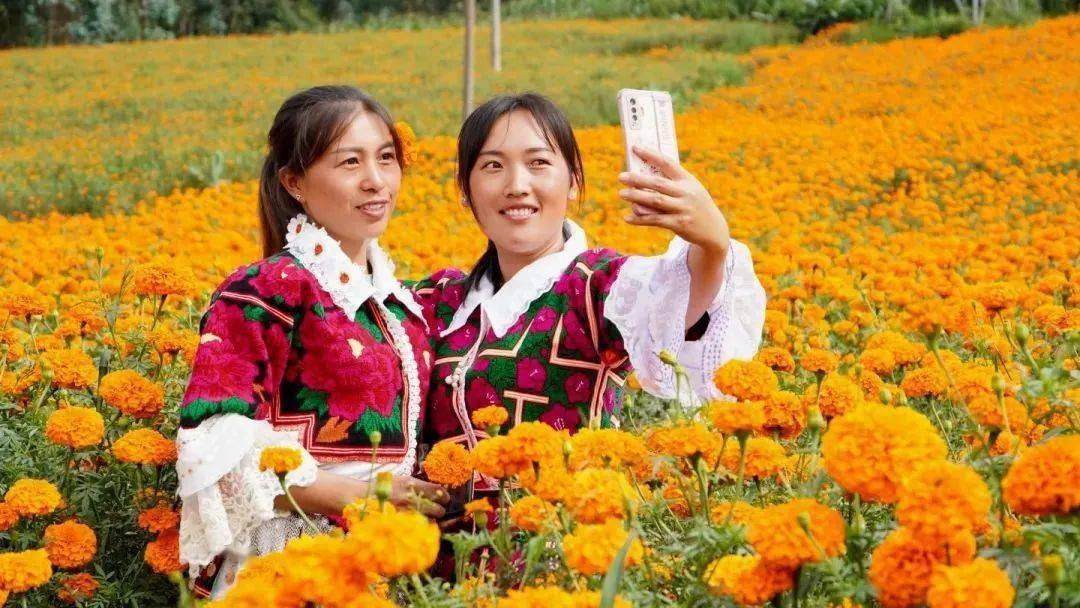 建水县利民乡:千亩万寿菊开出民族团结之花_云南_中华民族_意识