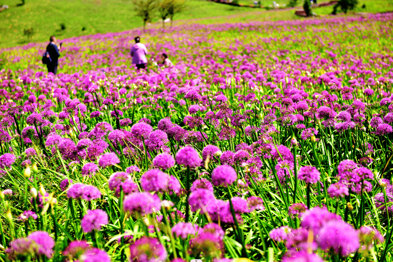 贵州六盘水:韭菜花开醉游人_黄庆松_游客_景区
