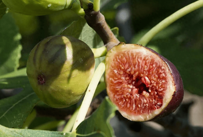 为什么医生总建议便秘患者多吃无花果?看完这篇文章你就懂了!