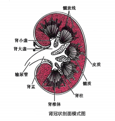 编码讲堂 | 肾衰竭编码要点(附思维导图)_诊断_应用_分类