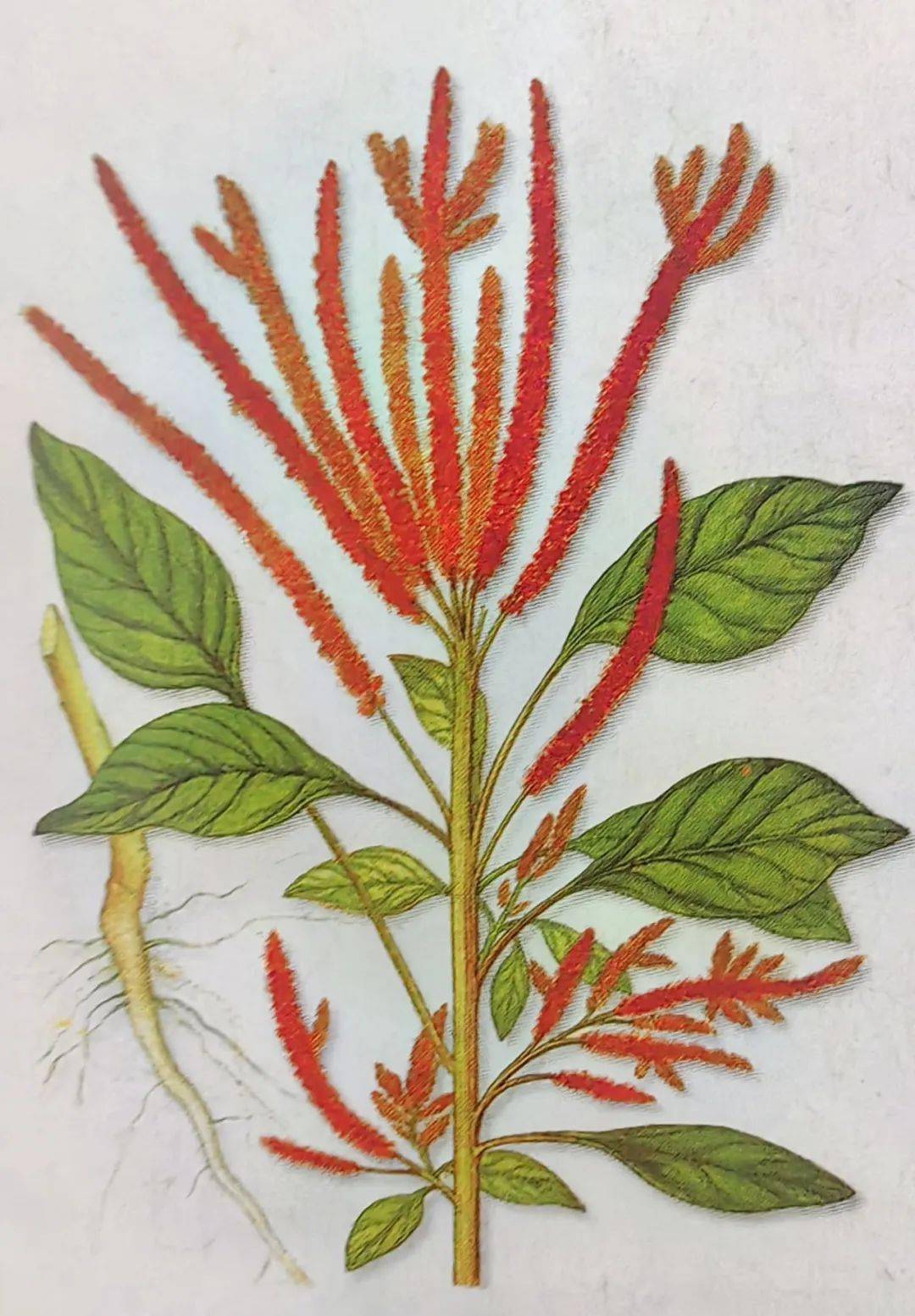 识百草 | 苋实_治疗_大小便_症状