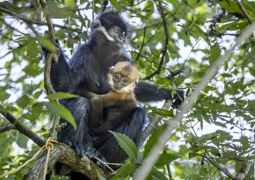 「生态密码」贵州黑叶猴家族的守护与壮大_刘国兴_中国_视觉