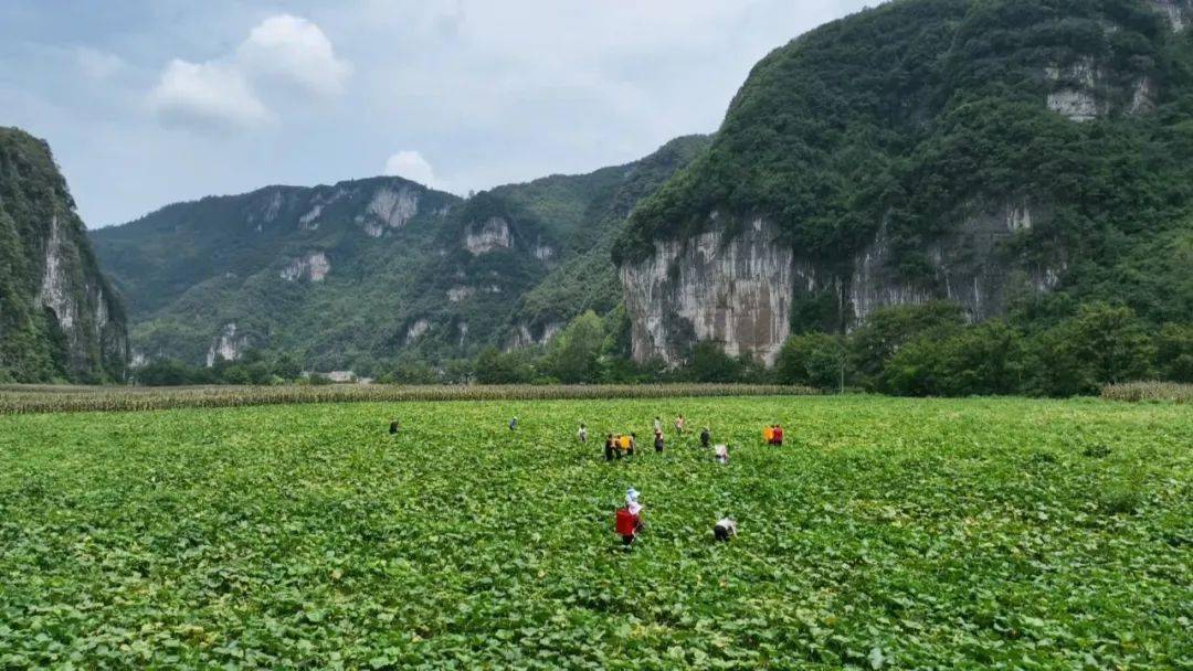 织金县龙场镇:南瓜丰收季 群众喜开颜_种植_发展_产业化