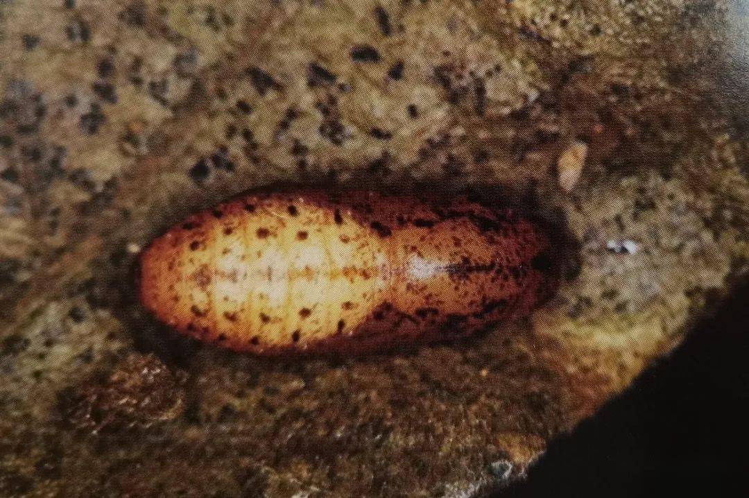 【泰山昆虫科普】——亮灰蝶_外缘_紫褐色_幼虫