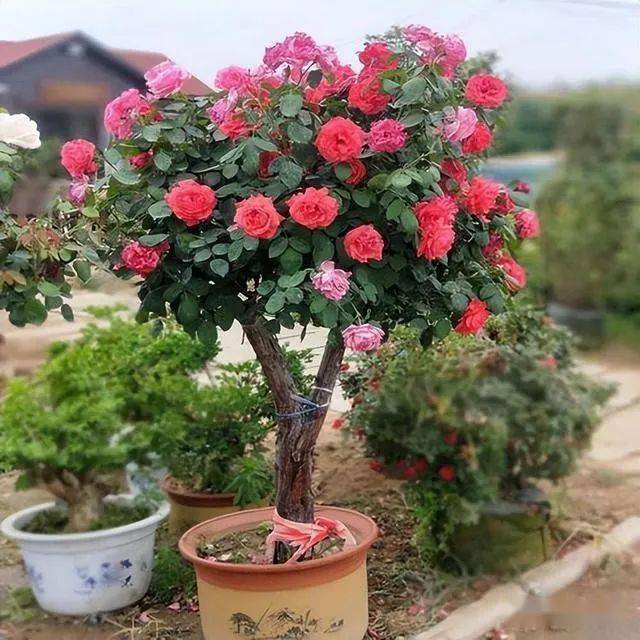 月季界的新宠 | 棒棒糖月季,阳台庭院种上一两颗,四季花香怡人