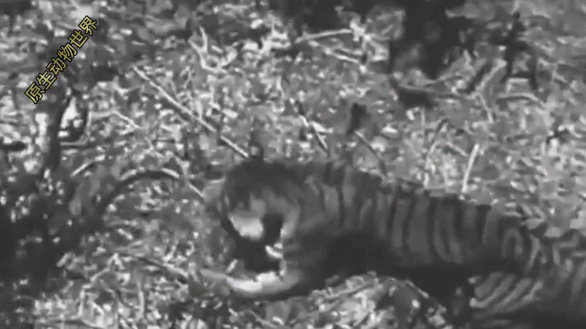 老虎大战蟒蛇结局令人意外创作灵感 奇妙的动物 原始美味 神奇动物在