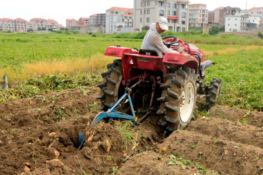 机械"加速度"!北岸5000多亩红薯地里丰收忙