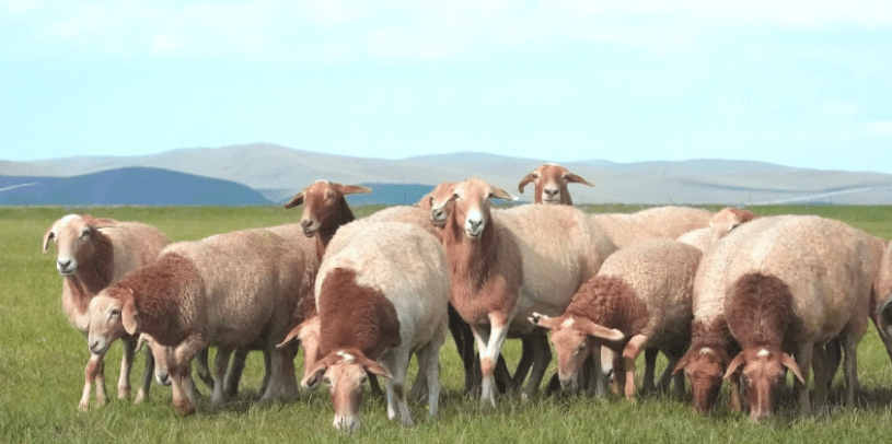 "红头羊"是陈巴尔虎旗天然牧场的古老绵羊种群,能够适应当地高寒气候
