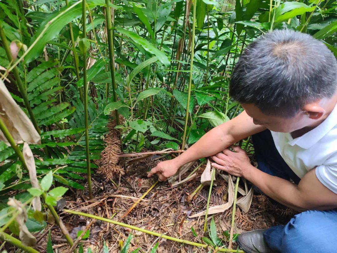 小小砂仁果,群众"致富果"~_种植_湖林乡_发展