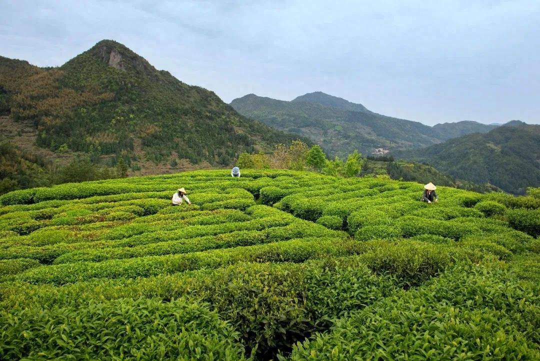 平溪镇燕窠村"茶文旅"融合发展 赋能乡村振兴_茶叶_茶园_彭地