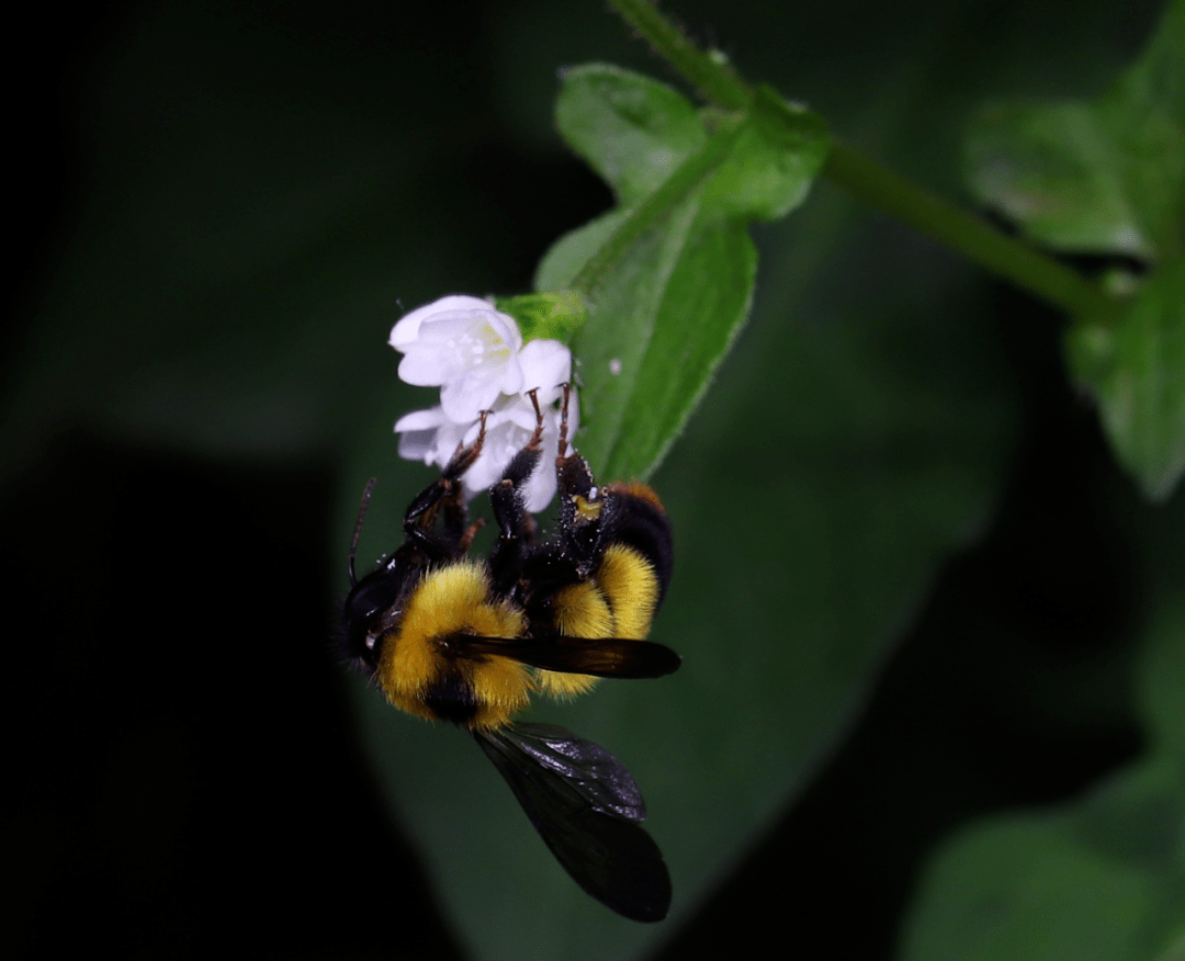 【半日亲子】上一节社区里的昆虫课~_熊蜂_活动_进行
