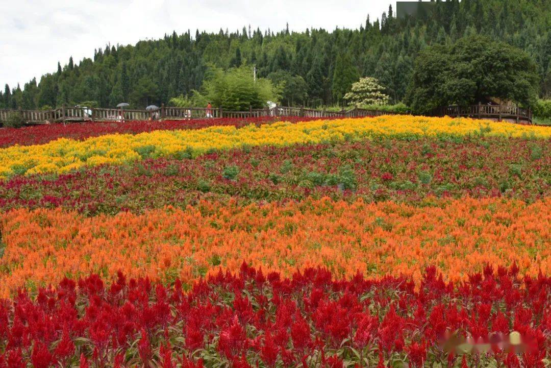 【聚焦】贵州麻江:花卉产业助增收67_种植_菊花园_江村