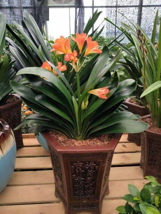 君子兰"休眠期",注意3个养护技巧,才能绿油油花苞多!_盆栽_水果_叶片