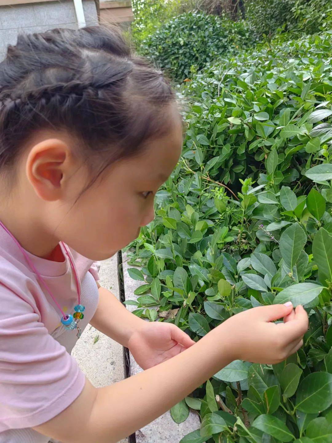 小学生白露内图片