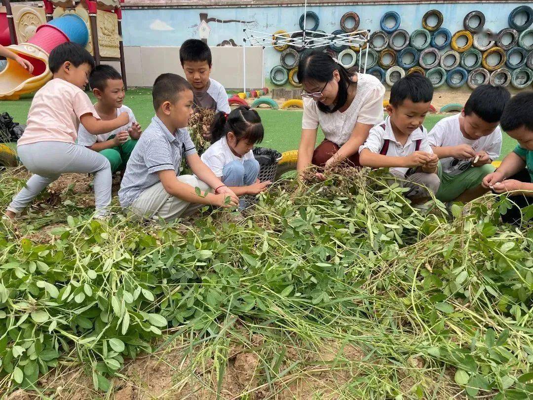 花而生——七级镇中心幼儿园举行秋收劳动活动