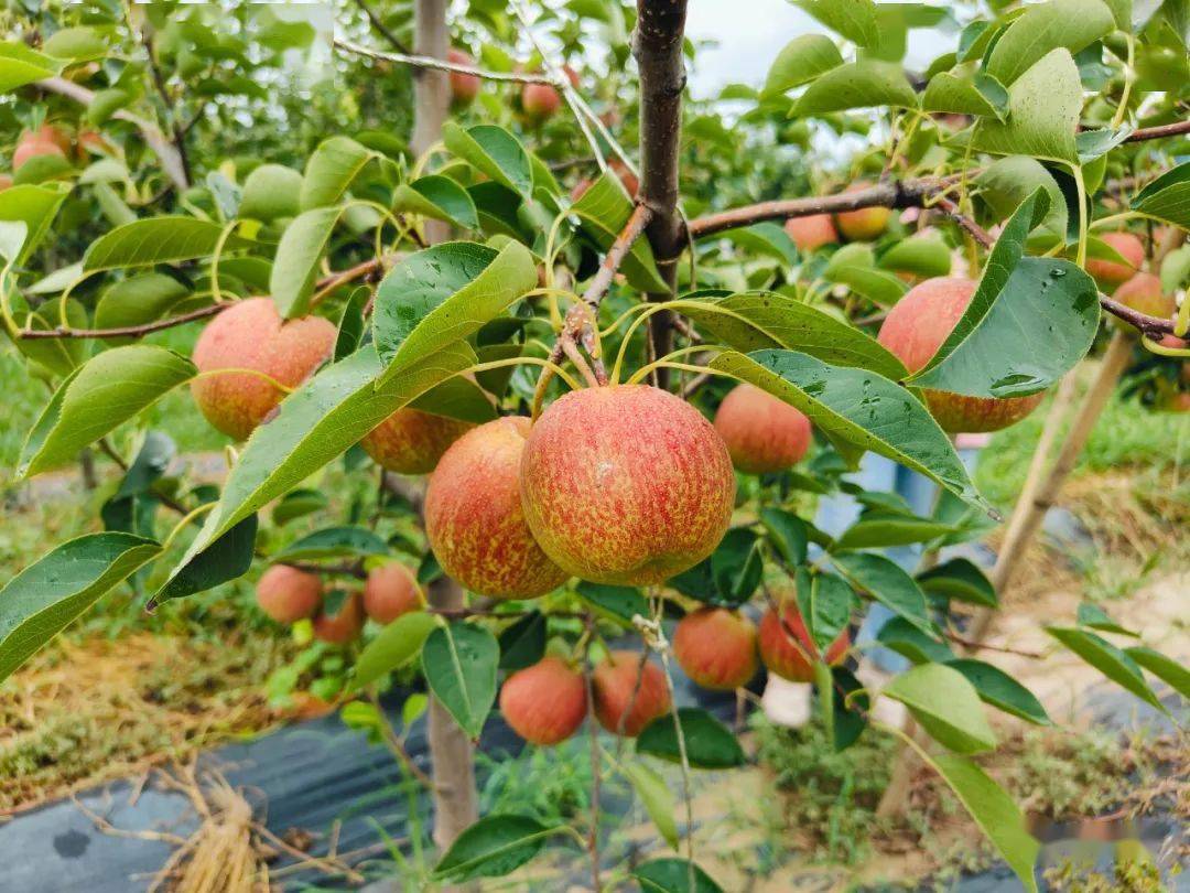 丹霞红梨树一定要换头吗?_品种_平台_种植