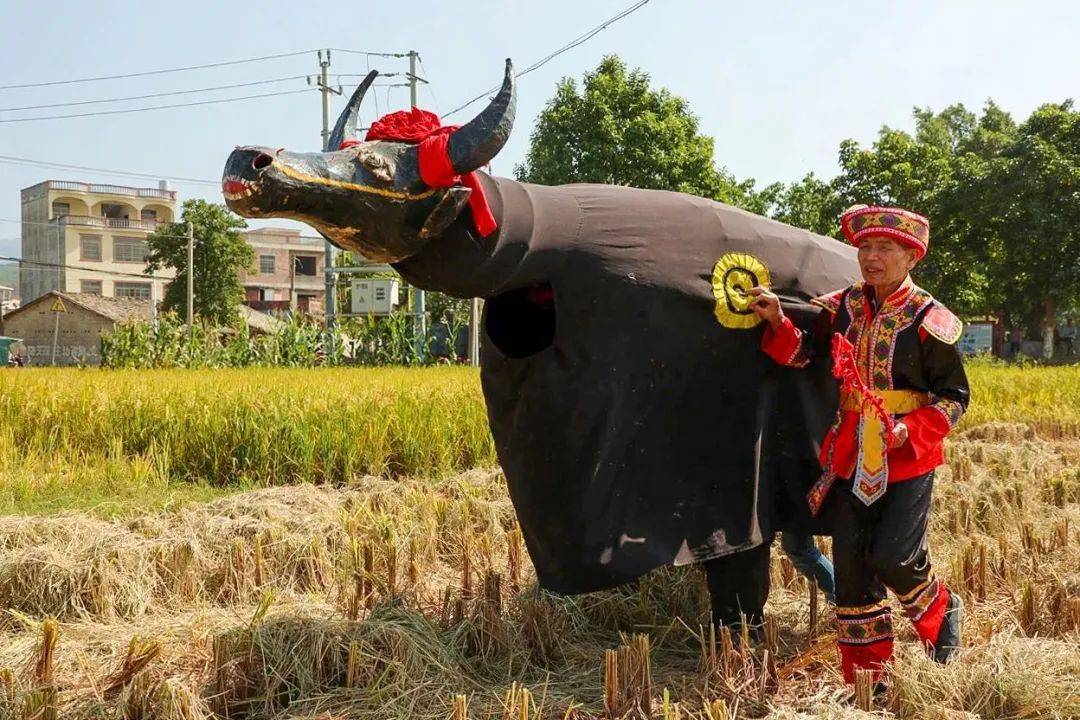 感受桂平非遗 | 石龙壮族春牛舞,传承百年艺术文化!