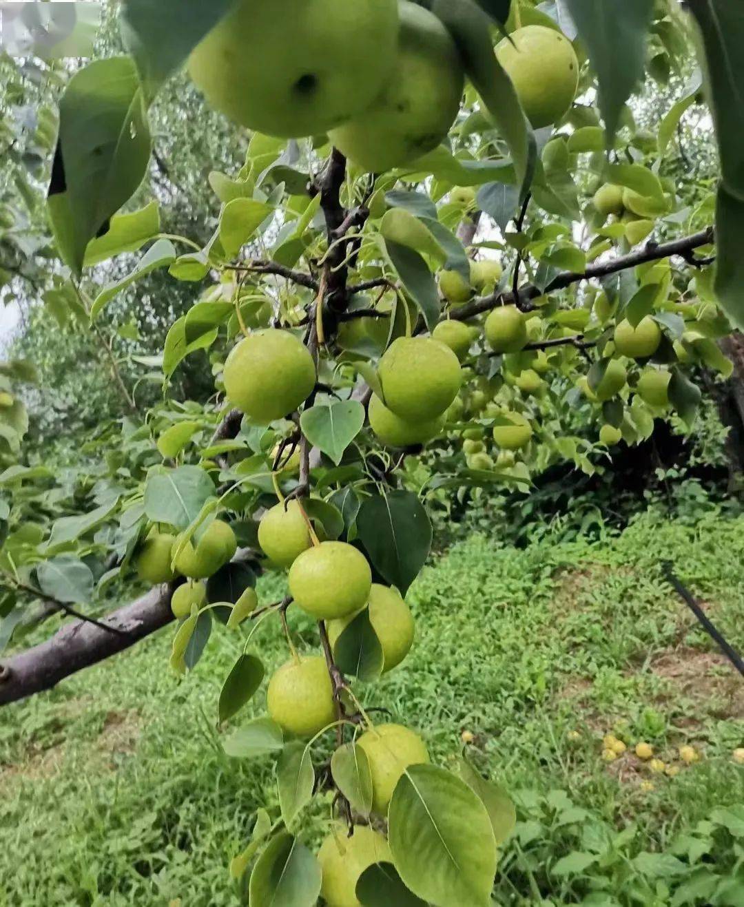 秋日采摘行 | 来这里实现秋梨自由_鸭梨_种植_梨花村