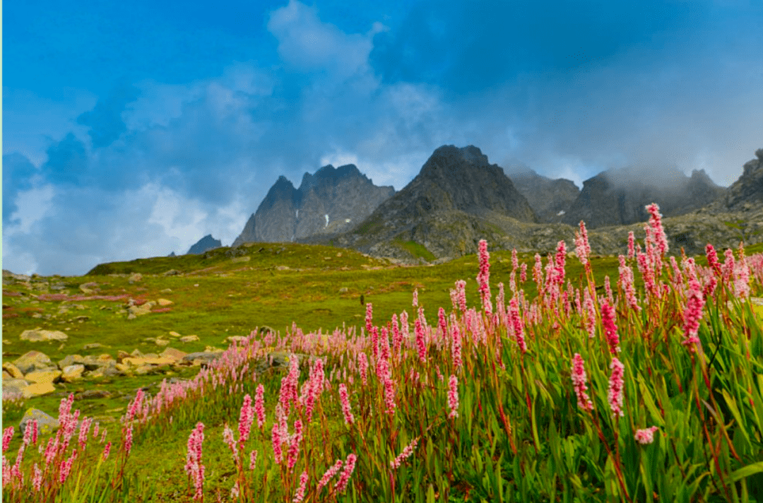 令人叹为观止的印度喜马拉雅山区国家公园_保护区_辛加利拉_楠达德维