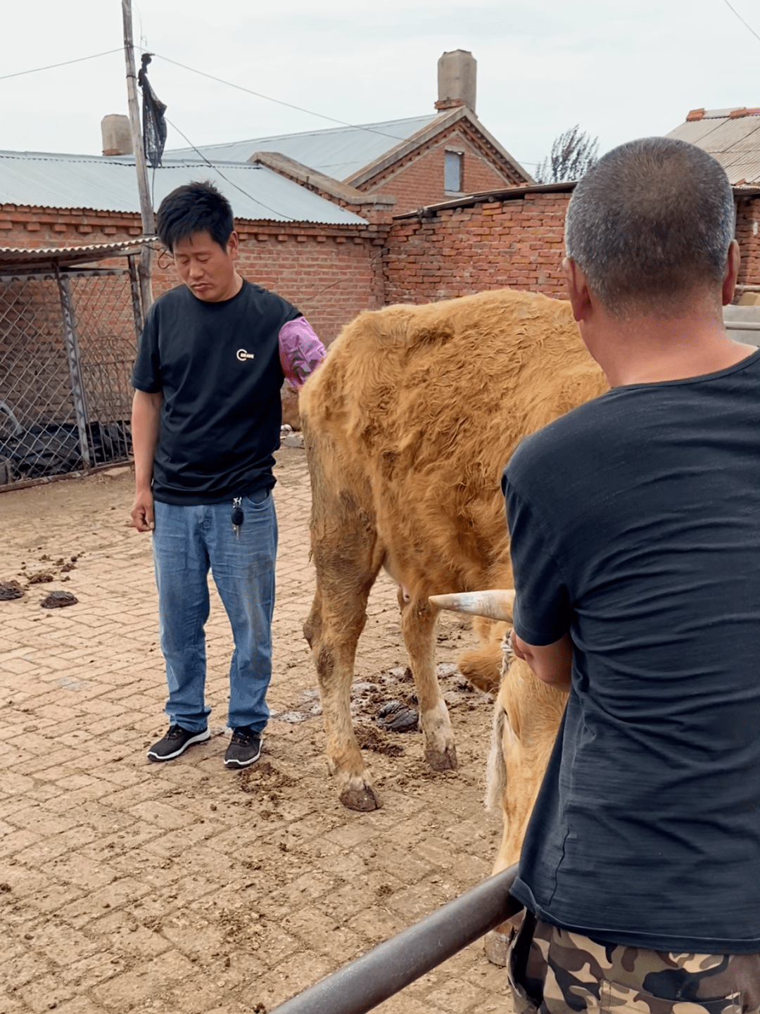 牛水门流分泌物图片图片