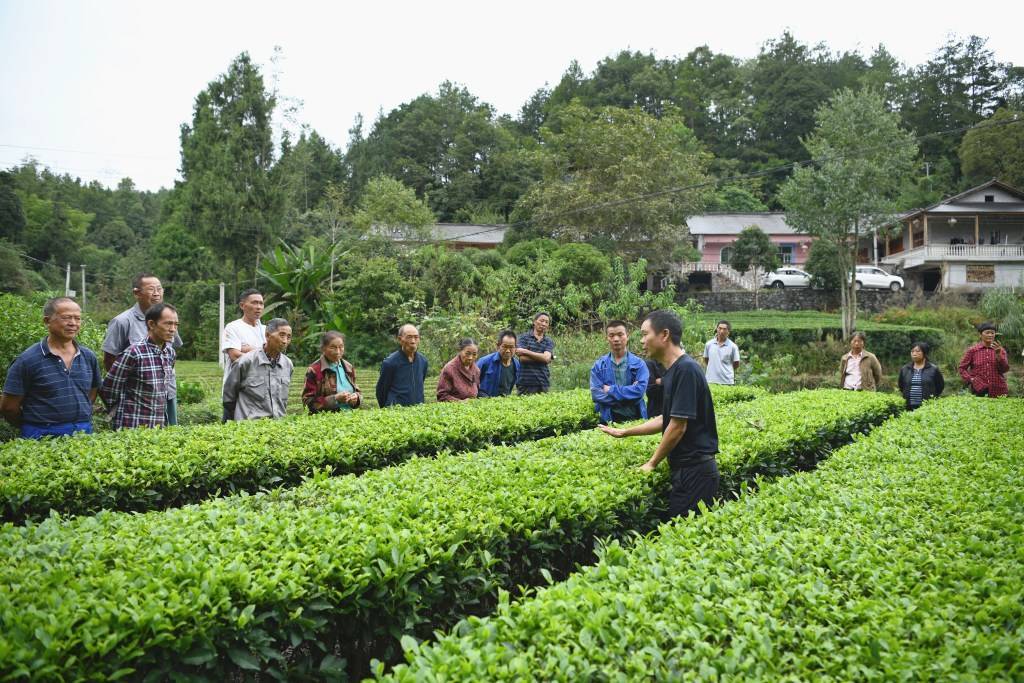 宣恩长潭:茶园管理正当时_茶叶_长潭河侗族乡_培训
