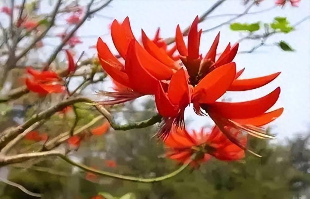 56市市花,太美了!_兰花_杜鹃花_山茶花