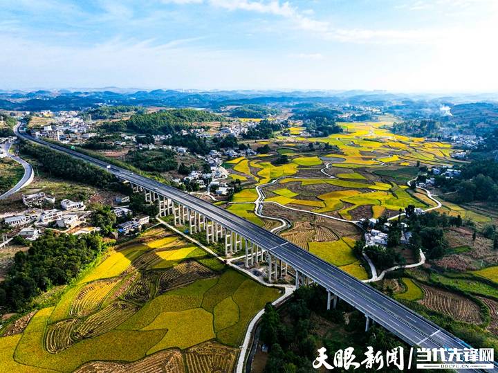 天眼影像|贵州黔西:高标准农田喜丰收_生产_综合_金碧镇