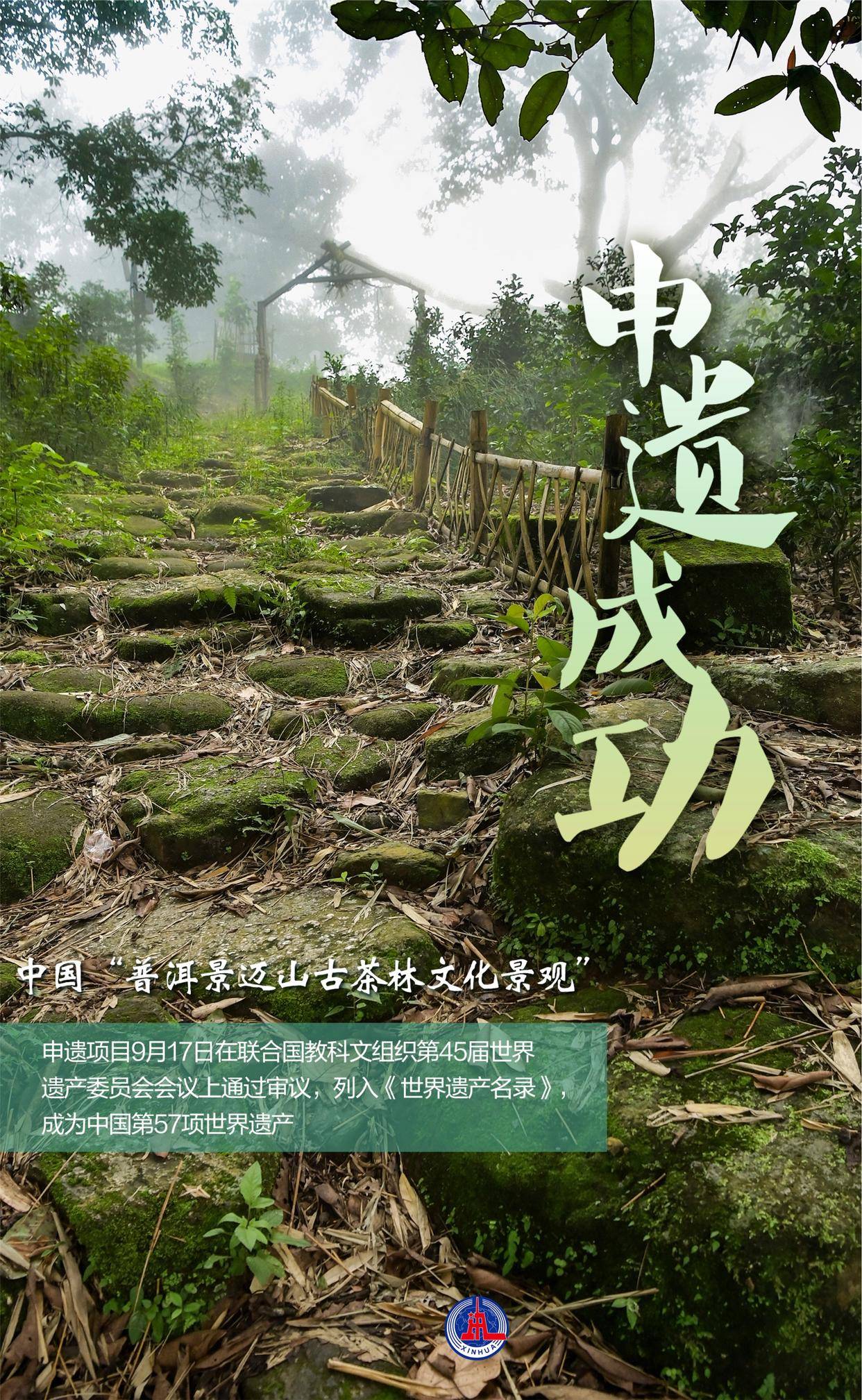 (图表·海报)「社会」申遗成功_中国_茶林_景迈山