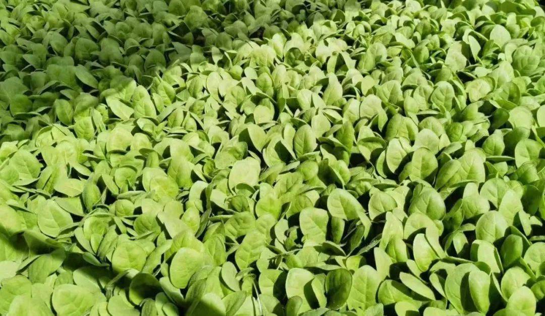 【特色产业】凤山镇:种下绿烟苗收获黄金叶_烟叶_收购_指导