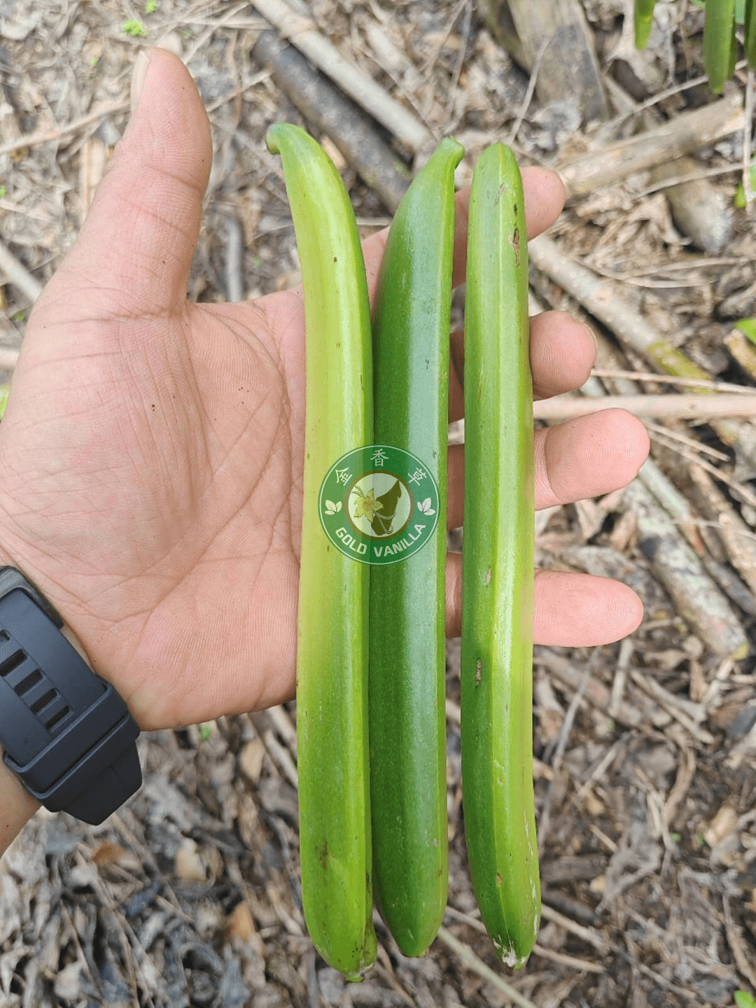 中国香草荚种植基地图片