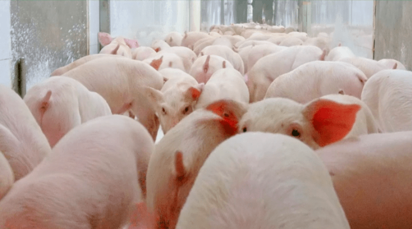 1,每头商品猪综合成本下降约40元左右;每提高1%的瘦肉率,每头商品猪可