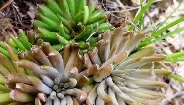 老家房顶长出此草,请珍惜重视,它是"太岁草",极为珍贵!