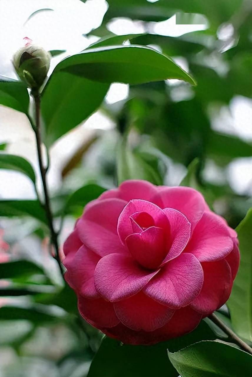 中国十大名花,惊艳世界!