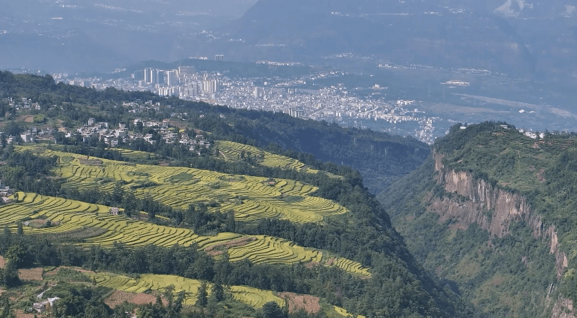 永善:金沙江畔谷飘香万亩水稻迎丰收_种植_永善县_农业