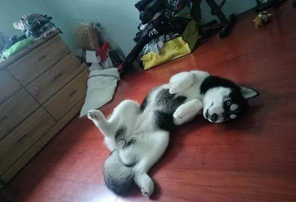 哈士奇独自顾钓竿等待虾虾上钩,专注身影惊呆钓客!_多多_吴先生_主人