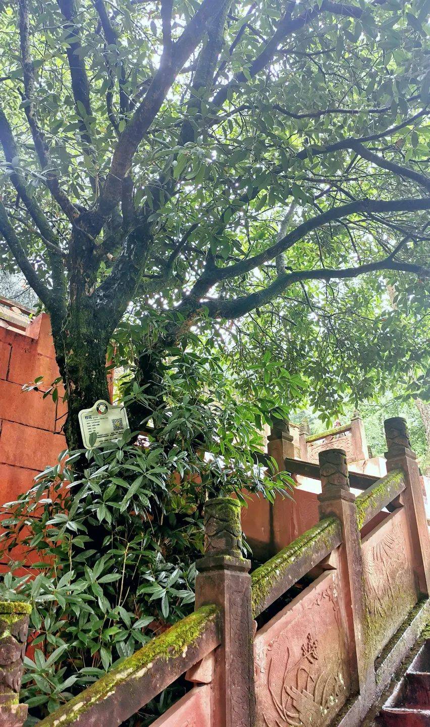 静惠山公园的前世今生_大邑县_人民_休闲