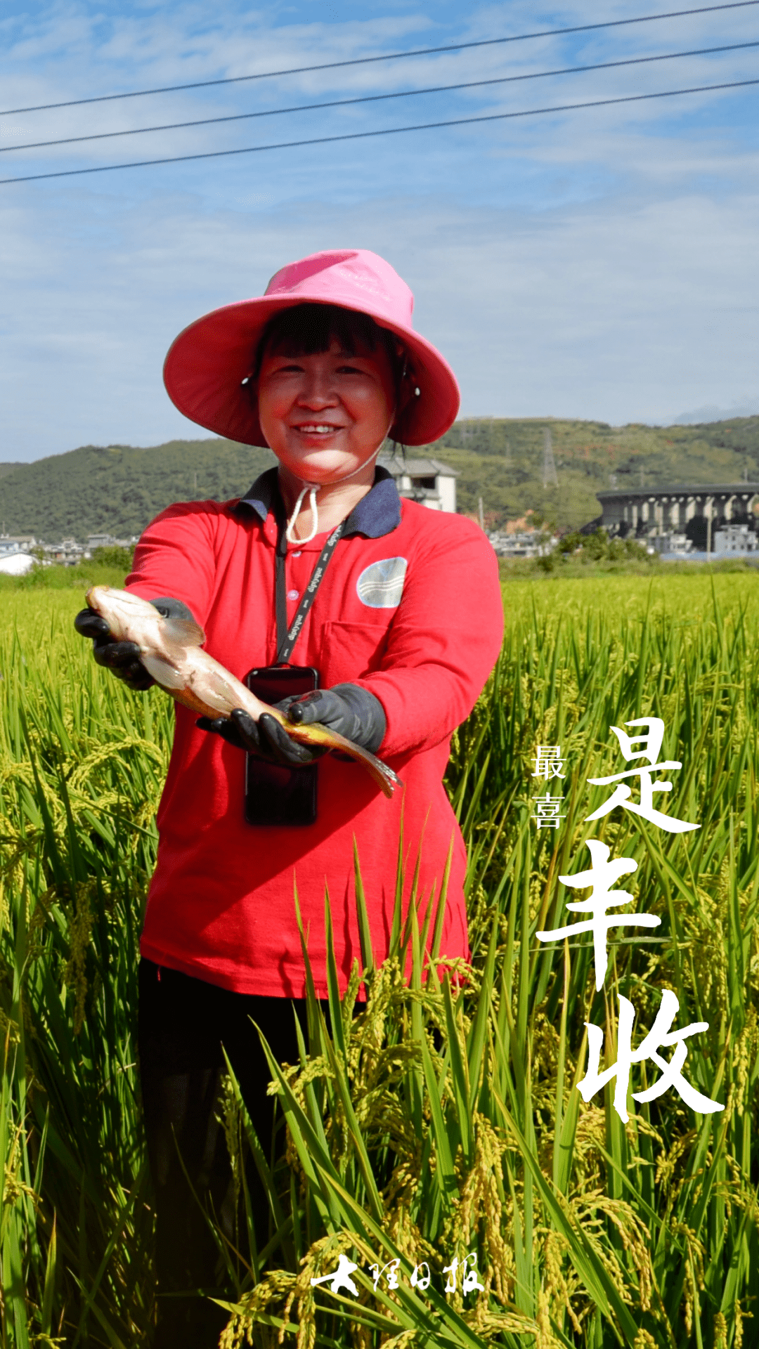 的核桃林里欢声笑语"噗噗"的打核桃声跳动着丰收的音符剑川马登镇苹