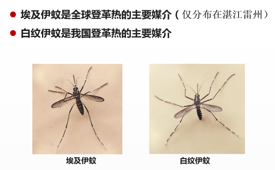 白纹伊蚊雌雄辨别图片