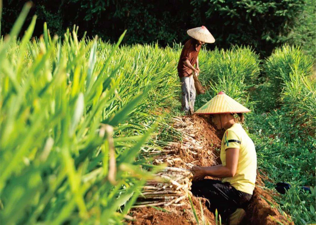 中国农业发展银行:深耕厚植"三农"沃土 助力绘就丰收画卷_分行_支持