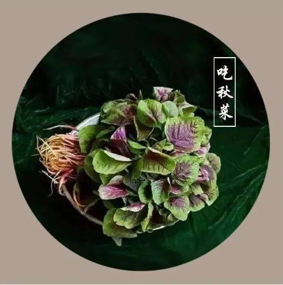 花语·节气〕秋凉起 秋分至 ——师大嘉苑幼儿园二十四节气之秋分