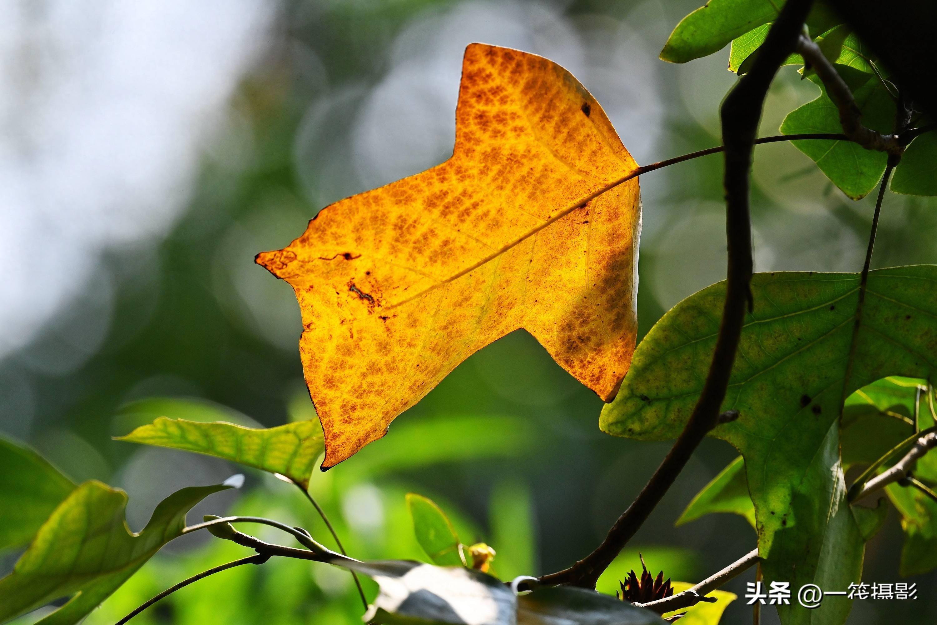 秋分里的鹅掌楸,送你一件黄马褂