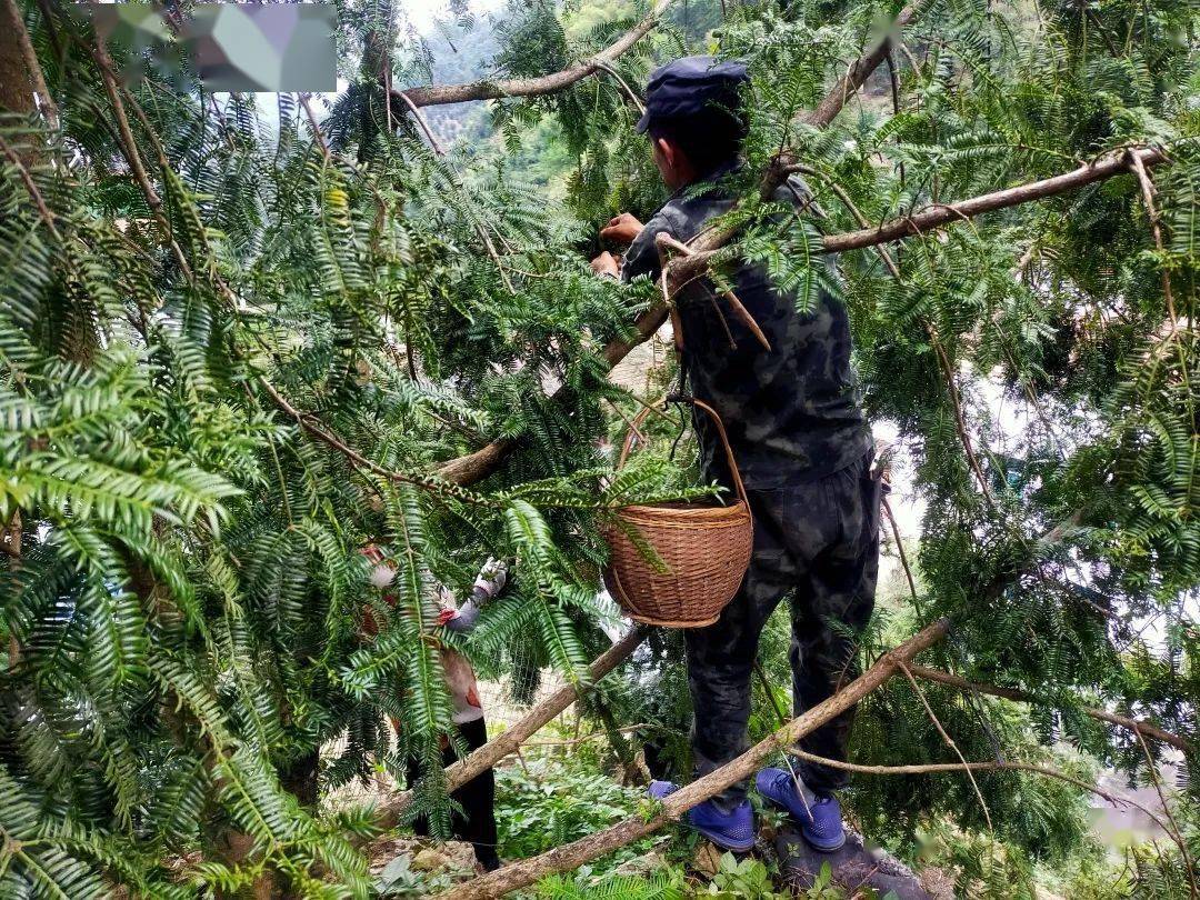 诸暨山头,这群人满地捡._香榧_斯学平_东白湖