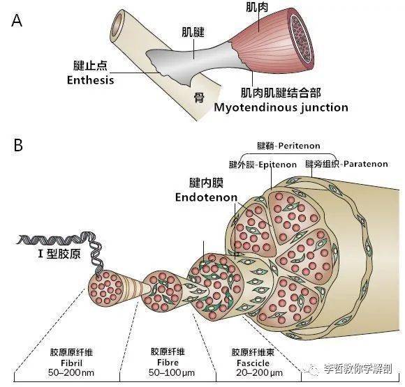1,travell & simons《肌筋膜疼痛与机能障碍激痛点手册》2