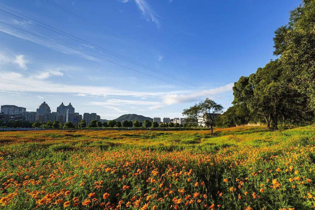 金秋花有约,鲁家峙花海绽放,普陀又新增一靓丽风景线,等你来