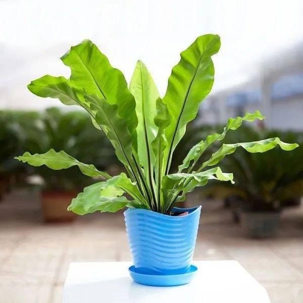 看图学插花 | 肾蕨,巢蕨_水晶_课程_冥想