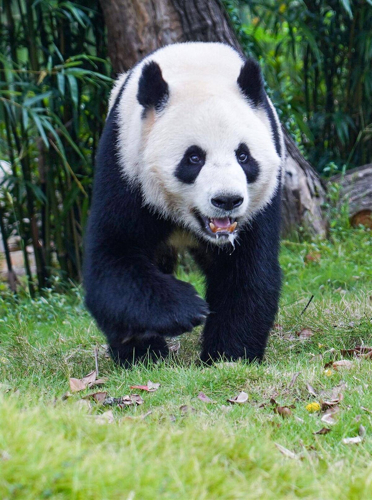 似曾相识?武汉动物园到底变没变