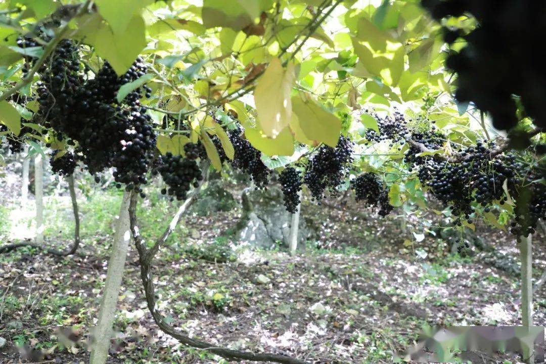 够酸爽!_野葡萄_种植_县委宣传部